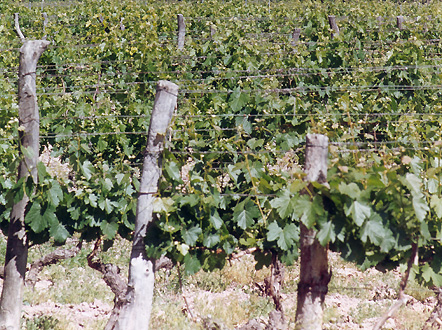 Vi&ntilde;edos